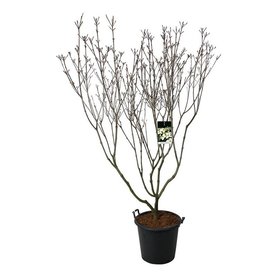 Cornus kousa \'Schmetterling\' Struikvorm