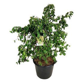 Corylus avellana \'Contorta\' Struikvorm