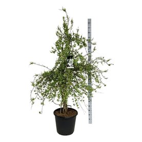 Exochorda \'The Bride\' Struikvorm