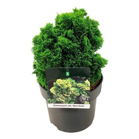 Chamaecyparis obtusa \'Nana Aurea\' Struikvorm