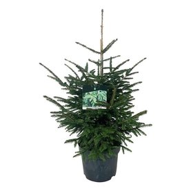 Picea orientalis \'Aureospicata\' Struikvorm