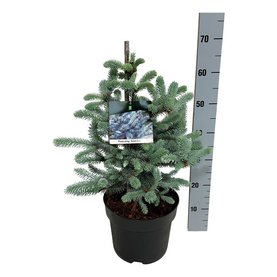 Picea pungens \'Erich Frahm\' Struikvorm