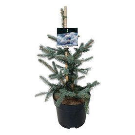 Picea pungens \'Fat Albert\' Struikvorm