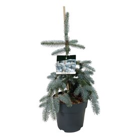 Picea pungens \'Koster\' Struikvorm