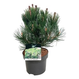 Pinus heldreichii \'Compact Gem\' Struikvorm