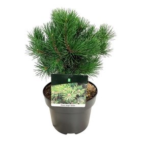 Pinus mugo \'Gnom\' Struikvorm