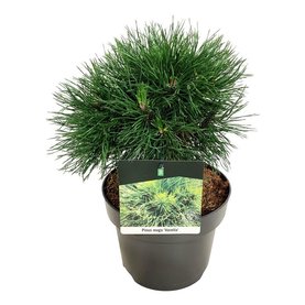 Pinus mugo \'Varella\' Struikvorm