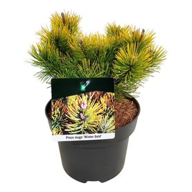 Pinus mugo \'Winter Gold\' Struikvorm