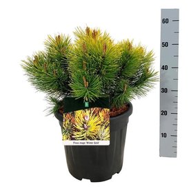 Pinus mugo \'Winter Gold\' Struikvorm