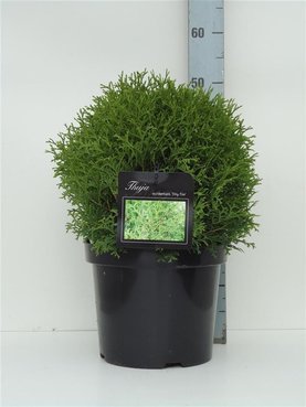 Thuja occidentalis \'Tiny Tim\' Struikvorm