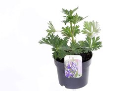 Aconitum arendsii \'Pershore Abbey\' Mix