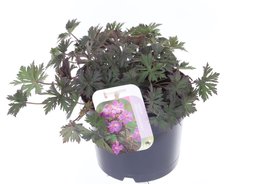 Geranium \'Black Beauty\' Paars