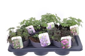 Geranium mix Mix