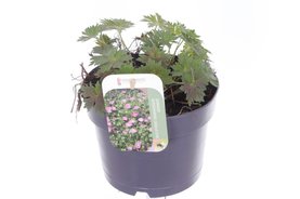Geranium wlassovianum \'Lakwijk Star\' Paars