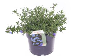 Lithodora diffusa \'Heavenly Blue\' Blauw