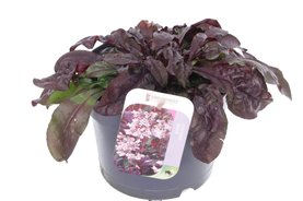 Penstemon \'Dakota Burgundy\' Roze