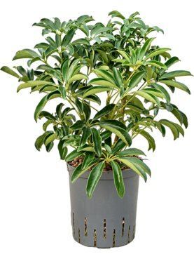Schefflera arboricola \'Compacta\' Bush