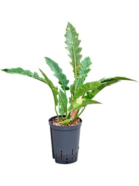 Philodendron narrow \'Ring of fire\' Bush