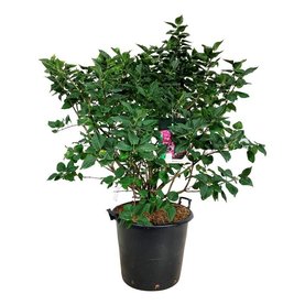 Syringa vulgaris \'Michel Buchner\' Struikvorm