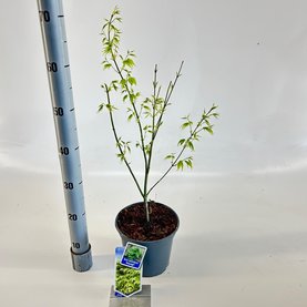 Acer palmatum \'Aoyagi\'