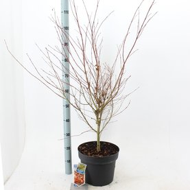 Acer palmatum \'Katsura\'