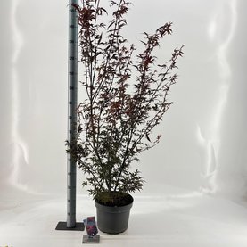 Acer palmatum \'Skeeters Broom\'