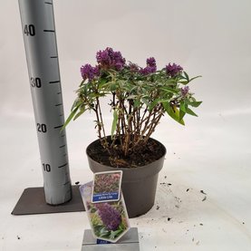 Buddleja davidii \'Butterfly Candy Little Lila\' Lila