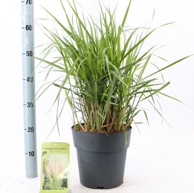 Calamagrostis acutiflora \'Karl Foerster\'