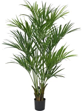 Kentia Deluxe XL