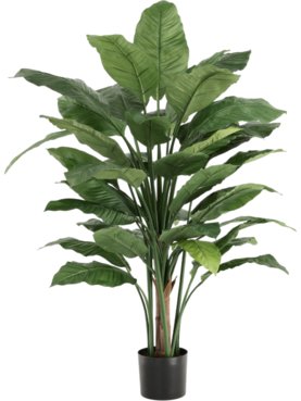 Spathiphyllum Deluxe