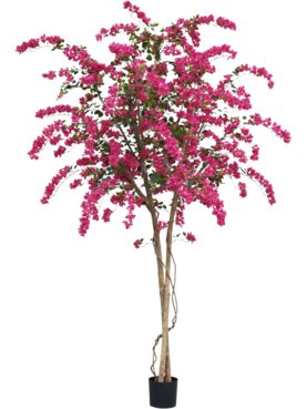 Bougainvillea Deluxe