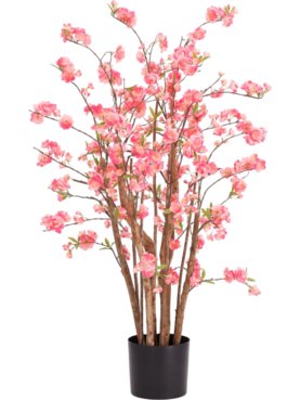 Blossom Deluxe