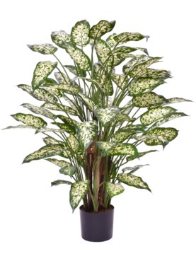 Dieffenbachia Deluxe
