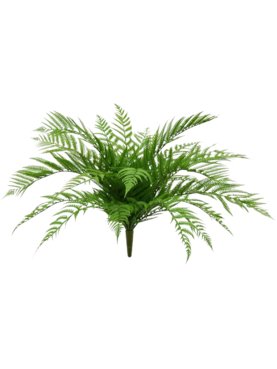 Fern Alsophilla (UV)
