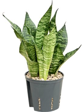 Sansevieria zeylanica \'Compacta\' Toef (Bims)