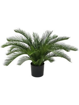 Cycas Palm Deluxe (UV)