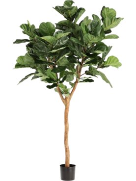 Ficus Lyrata Deluxe
