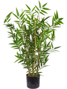 Bamboo Bush (UV)