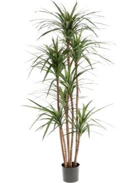 Dracena Marginata Deluxe