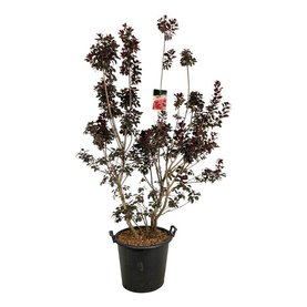 Cotinus coggygria \'Royal Purple\' Struikvorm