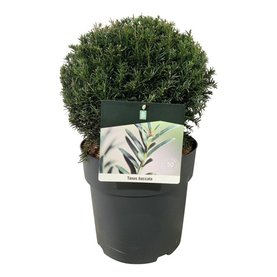 Taxus baccata Bol 30-35cm