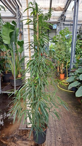 Ficus binnendijkii \'Alii\' Piramide