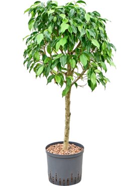 Ficus benjamina \'Columnar\' Stam