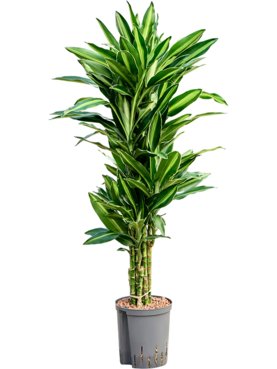 Dracaena fragrans \'Silindo\' Vertakt-multi