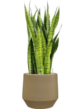 Sansevieria zeylanica in Chakka Grond (Vulkastrat)