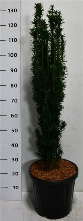 Taxus baccata \'Fastigiata Robusta\'