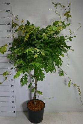 Wisteria brachybotrys \'Yokohama fuji\' Stam