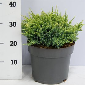 Juniperus squamata \'Holger\'