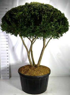 Taxus cuspidata Bonsai