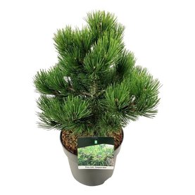 Pinus heldreichii \'Compact Gem\' Struikvorm